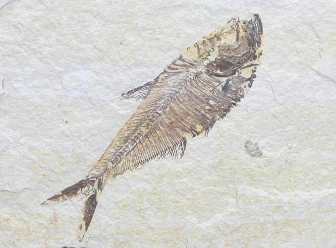 Bargain, Diplomystus Fossil Fish - Wyoming #56245